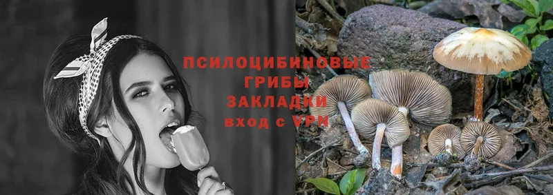 даркнет как зайти  Райчихинск  Галлюциногенные грибы Psilocybine cubensis 